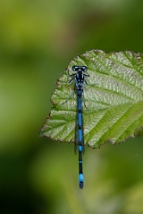 David Plant Photography - Wildlife Photography - Variable damselfly - L
